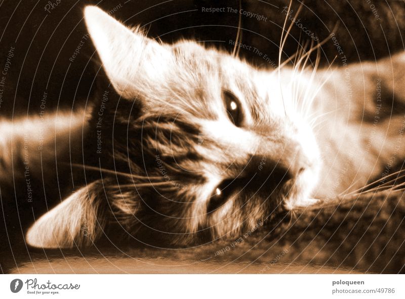 Hallo Spencer Katze Tier Hauskatze Schwarzweißfoto Sepia