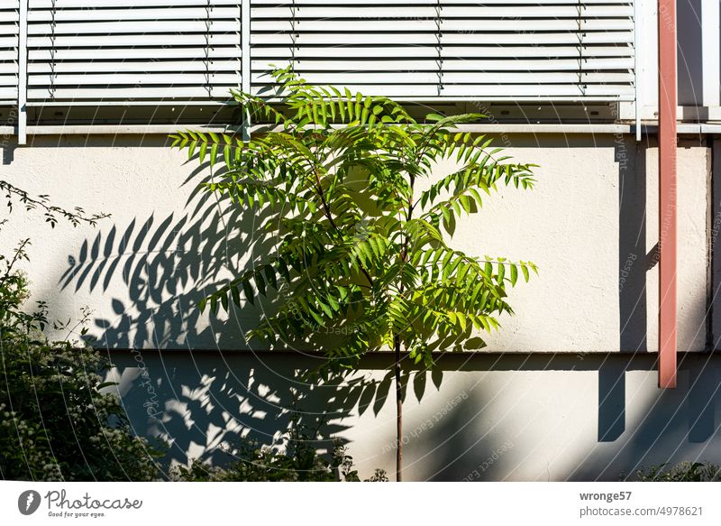 Stadtgrün vor der Platte Grünpflanze Schößling Wildwuchs Essigbaum Hauswand Sonnenschein Schatten Pflanze Wand Sonnenlicht Farbfoto Außenaufnahme Fassade