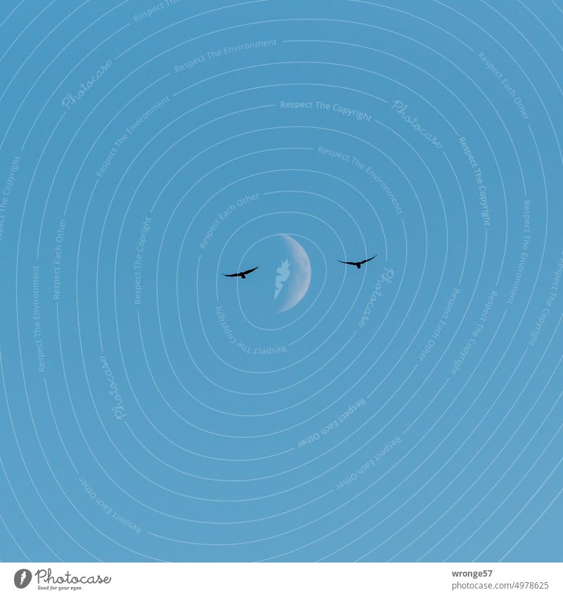 2 Krähen fliegen am Abendhimmel vor der zunehmenden Sichel des Mondes Mondsichel zunehmender Mond Vögel Himmel Natur Menschenleer Dämmerung Mondschein