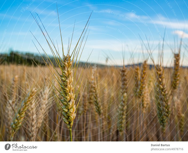 Nahaufnahme eines Weichweizenhalms in einem bestellten Feld vor blauem Himmel Ackerbau Hintergrund Landschaft Ernte Bauernhof gold golden Korn Gras Wachstum