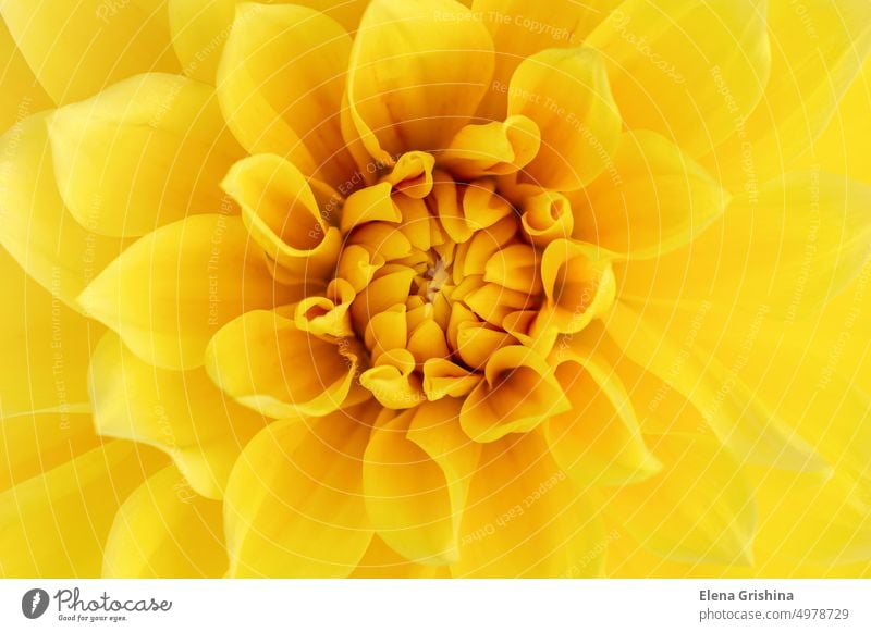 Floral abstrakten Hintergrund. Leuchtend gelbe Dahlie Nahaufnahme, Makro. Dahlie Blume. Farbe geblümt Muster Dahlien Sommer Blüte Natur Garten Dahlienblüte