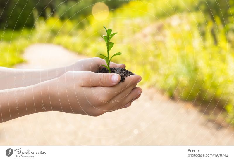 Das Kind hält eine Handvoll Erde in seinen Händen, in der ein Setzling wächst Person wachsend sprießen grün umgebungsbedingt Wachstum jung Umwelt Pflanze Schutz