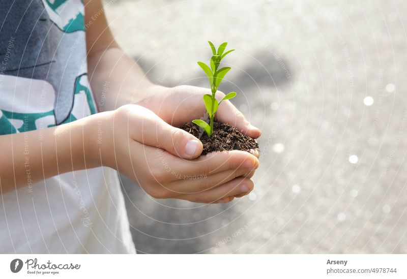 Das Kind hält eine Handvoll Erde in seinen Händen, in der ein Setzling wächst Person wachsend sprießen grün umgebungsbedingt Wachstum jung Umwelt Pflanze Schutz