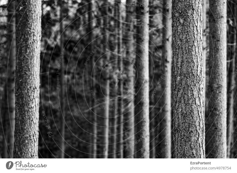 willmas Zwischenräume Wald Bäume Nadelholz Forst Klimawandel Ruhe Waldsterben Forstwirtschaft Holz Baumstamm Umwelt Stamm Linien Natur weiß schwarz