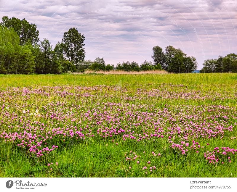 Wiese Blumenwiese Weide Sommer Frühling Gras Blüte Natur grün violett Landschaft Umwelt Baum Himmel Wolken Ruhe Idylle Wiesenblume blühen Blühend