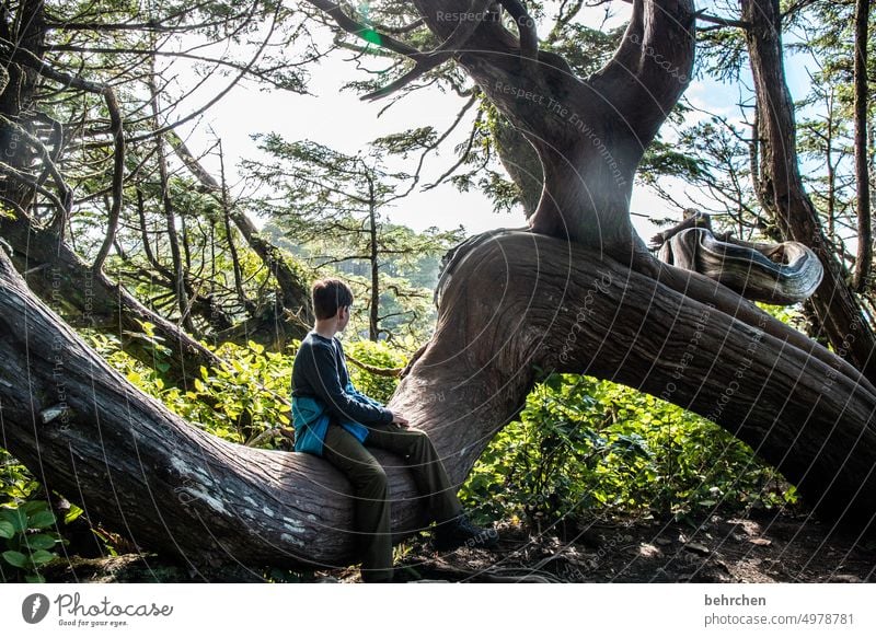 knorrig beeindruckend besonders Natur Landschaft Wald Bäume British Columbia Nordamerika Kanada Abenteuer Freiheit Farbfoto fantastisch Vancouver Island Fernweh