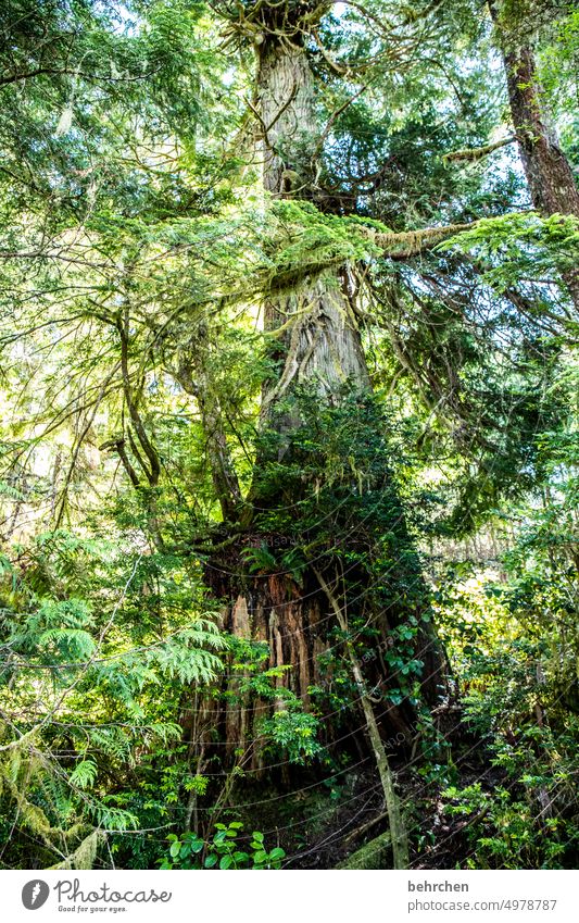 tag des baumes! besonders beeindruckend Klimawandel Klimaschutz Umweltschutz Kanada Vancouver Island Mammutbaum grün Mammutbäume Wald Bäume Nordamerika