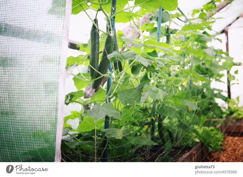 Frische Gurken im Gewächshaus, bereit zur Ernte Garten Gemüse Bioprodukte biologisch Lebensmittel Gesunde Ernährung frisch Farbfoto Vegetarische Ernährung