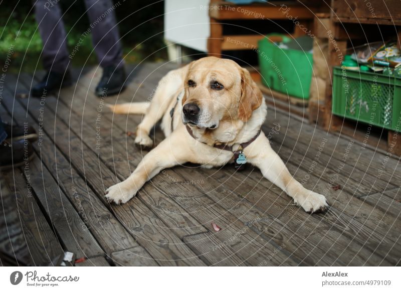 2600 | Blonder Labrador auf der Veranda eines Gartenhäuschens Hund Haustier blond blonder Labrador gelber Labrador Der Beste Hund der Welt Terrasse Holz Bretter