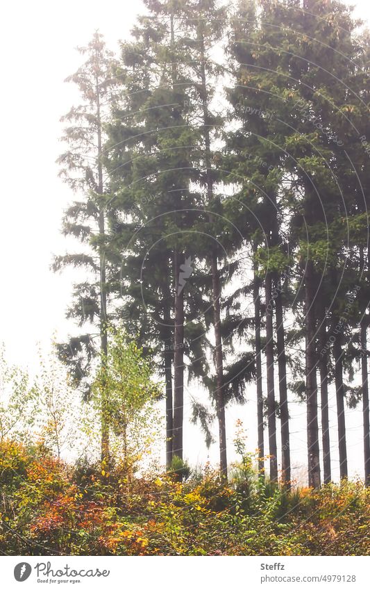 Bäume auf einem Hügel nach dem Regen Waldrand Waldpflanzen Nadelbäume Kiefern Baumreihe Oktober Wetter Oktoberlicht Herbstfärbung herbstlich Sträucher