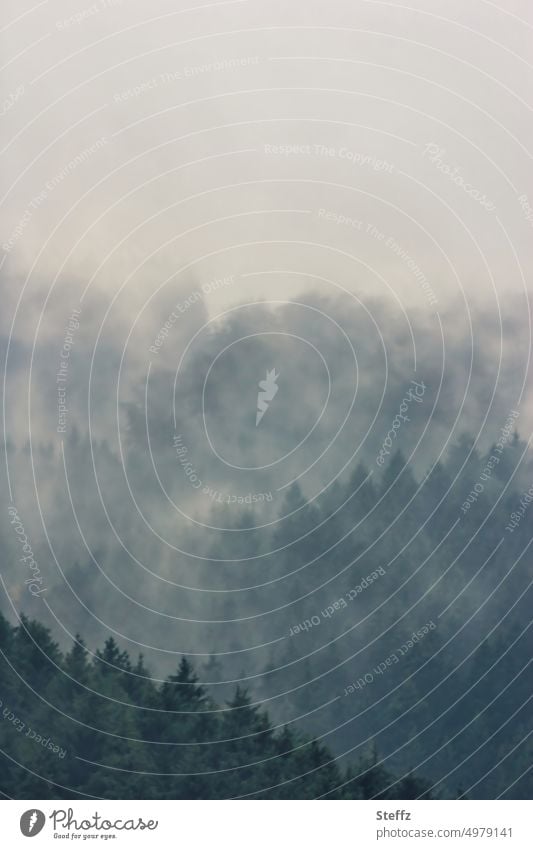 Nebelschleier über den Hügeln Nebelstille Nebelstimmung Nebelwald Wald nebelig neblig Geheimnis hügelig geheimnisvoll romantisch Silhouetten Nadelwald Ruhe