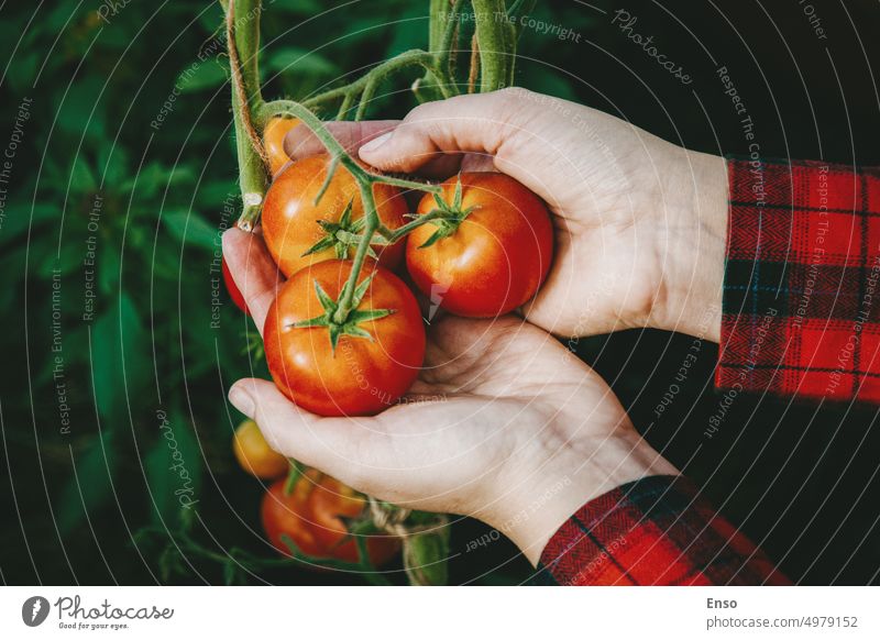 Pflücken reifer roter Tomaten von der Rebe im Gewächshaus, Gärtner Tomatenstrauß in den Händen Wein Ernten Frau organisch Garten Hand Landwirt frisch Ackerbau