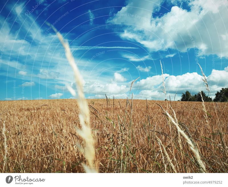 Landwärts Getreide Ähren Landwirtschaft Nutzfläche landwirtschaftliche Fläche Weizenähre Ernährung Ackerbau natürlich Bäume Stimmung mehrfarbig Wind Bewegung