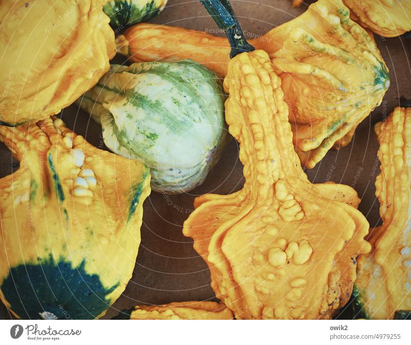Kürbissuppe Kürbiszeit Gemüse Zierpflanze Zierkürbisse dekorativ Dekoration & Verzierung Herbst Erntedankfest Kürbisgewächse Lebensmittel Farbfoto gelb