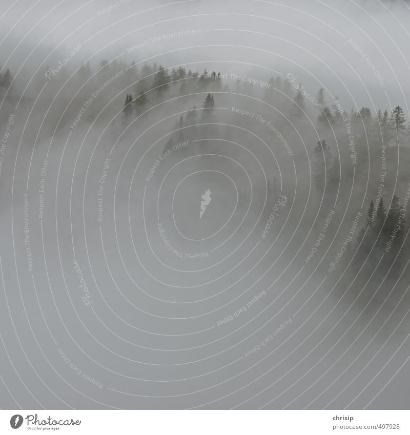 neblig Umwelt Natur Landschaft Wolken schlechtes Wetter Nebel Pflanze Baum Wald Hügel kalt nass Erholung Außenaufnahme Menschenleer Textfreiraum links