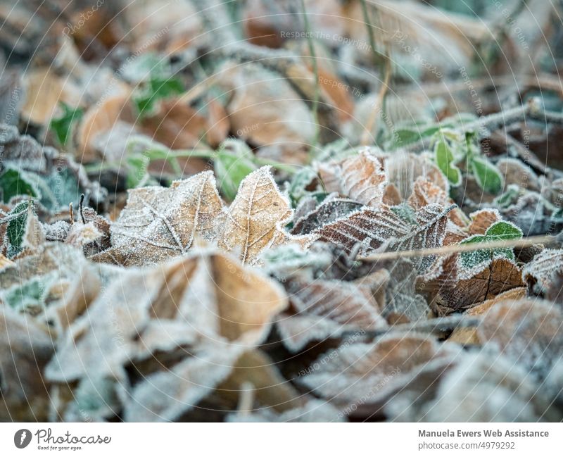 Mit Raureif bedeckte Blätter im Winterwald Laubwerk Waldboden kalt klirrende Kälte frieren Frost frostig