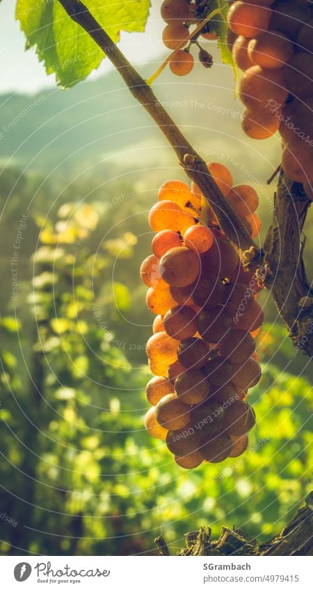 Weintraube an der Rebe wird von morgendlichen Sonnenstrahlen angeleuchtet Weintrauben Weinbau Trauben Weinberg Außenaufnahme Weingut Natur Herbst Weinrebe