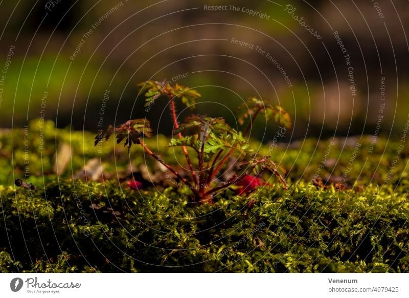 Kleine junge Wildpflanze wächst auf Moos im Frühling,Makrofotografie Natur Pflanze Pflanzen Wald grün rot Deutschland Makro-Fotografie Bokeh