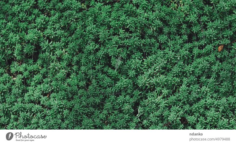Grünes Gras Sedum spanisco, sukkulent Ansicht von oben Sukkulente Top grün Wachstum Blatt Feld Flora natürlich niemand im Freien Park Pflanze Saison Frühling