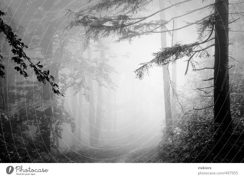 lost in fog Umwelt Natur Landschaft Pflanze Herbst Nebel Wald leuchten dunkel kalt ruhig Sehnsucht Einsamkeit Schwarzweißfoto Außenaufnahme Menschenleer