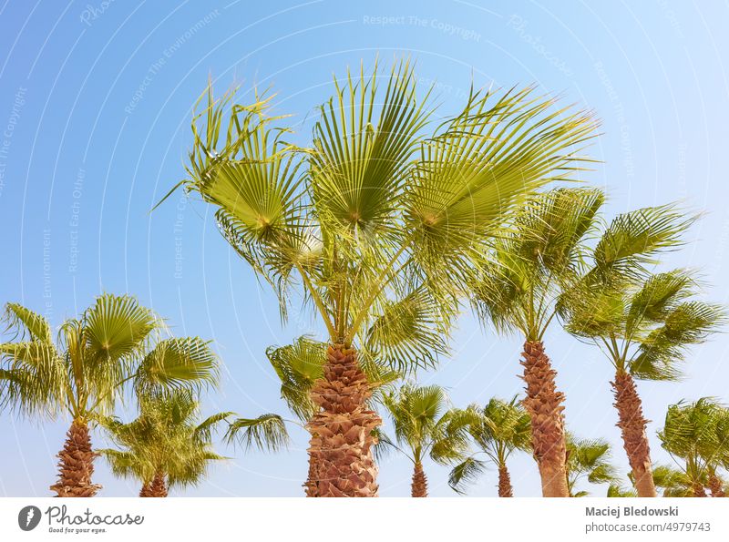 Palmen an einem sonnigen Tag, tropisches Urlaubskonzept. Handfläche Baum Doumpalme Natur Pflanze Himmel Sonne Sommer Feiertag exotisch grün Blatt reisen