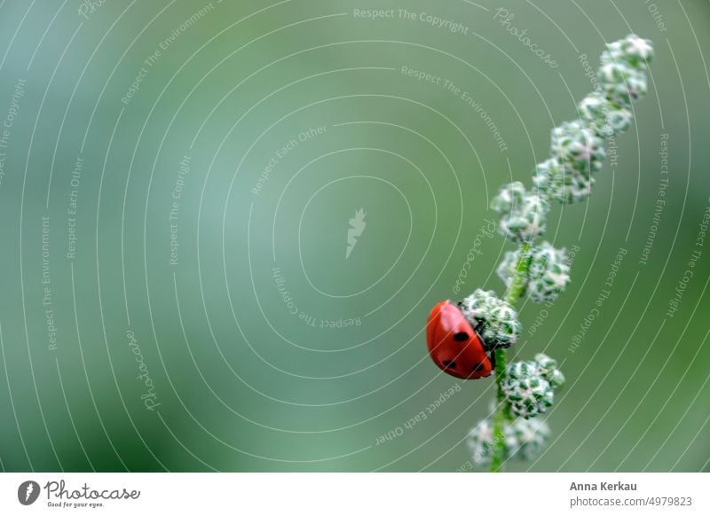 Ein Marienkäfer hängt kopfüber an einem Beifussstengel Insekt 7-Punkt-Marienkäfer Glückssymbol Glücksbringer Glückwünsche Glückskäfer niedlich klein rot Punkte