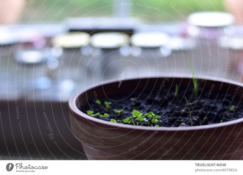 Ocimum basilicum Mini Basilikum Keimlinge aus Samen gewachsen im Terrakotta Topf mit schwarzer Erde am Fenster Jungpflanzen Saat grün Wachstum frisch gärtnern