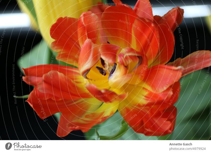orange-gelbe geöffnete Tulpe Blume Natur Blüte Pflanze Blatt Blühend