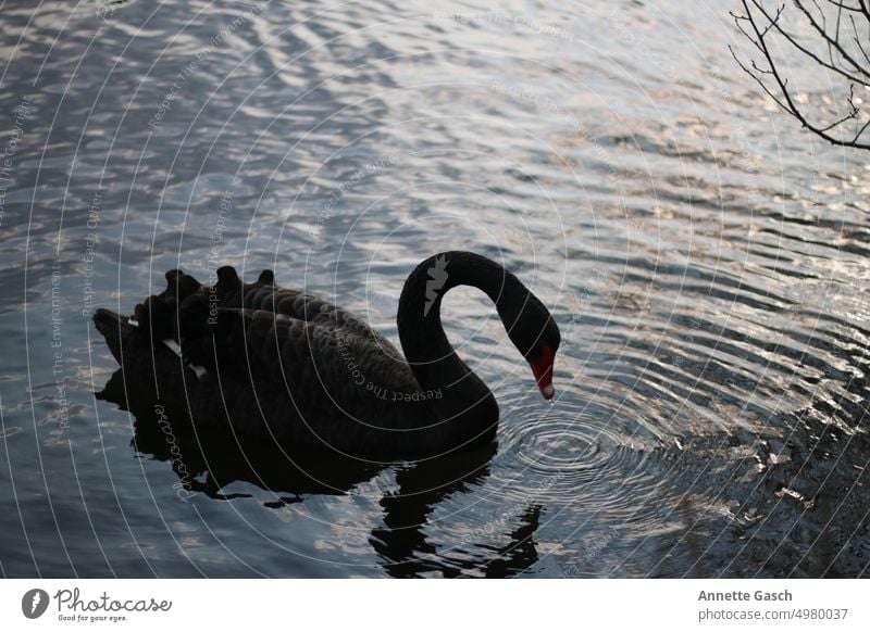 schwarzer Schwan Tiere Vögel Fluss Vogel Wasser Natur Im Wasser treiben schwimmen