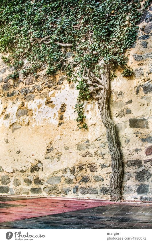 Ein Baum, Efeu eingewachsen in eine alte Mauer Natur Außenaufnahme Menschenleer Mauerwand Umwelt Pflanze Wand Fassade Bauwerk Blätter knorrig Gebäude mauerwerk