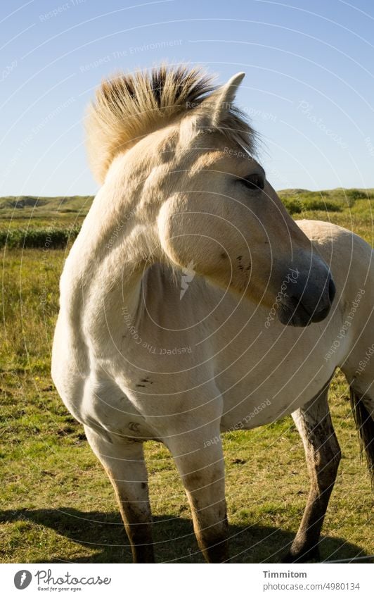 Ist die Luft rein? Pferd Tier Schatten Kopf Ohren Mähne Weide Gras grün Himmel blau schauen prüfen Dänemark Menschenleer aufmerksam