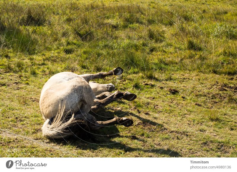 Wälzen! Pferd Tier wälzen Wiese Gras Sand Hufe Schatten Natur Weide grün Dänemark Menschenleer Freude Entspannung