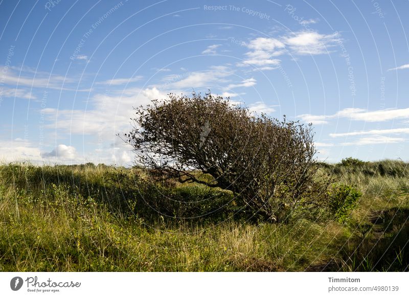 Dänischer Windflüchter Busch Zweige Blätter schief Düne Gras Himmel blau Wolken Dänemark geformt