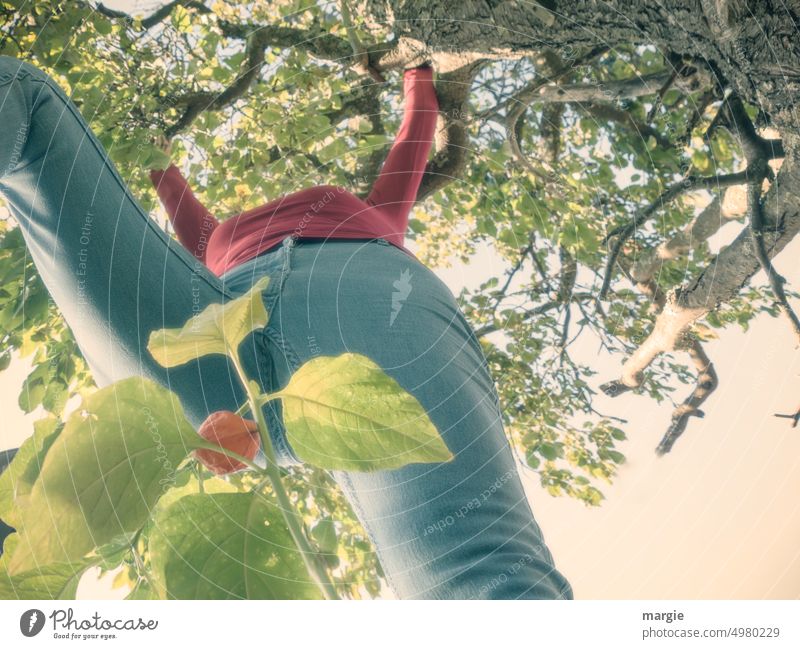 Eine Frau klettert in einem Baum Klettern Außenaufnahme Ast Farbfoto Blatt Jeanshose Froschperspektive Obstbaum hoch Balance balancieren steigen fittness