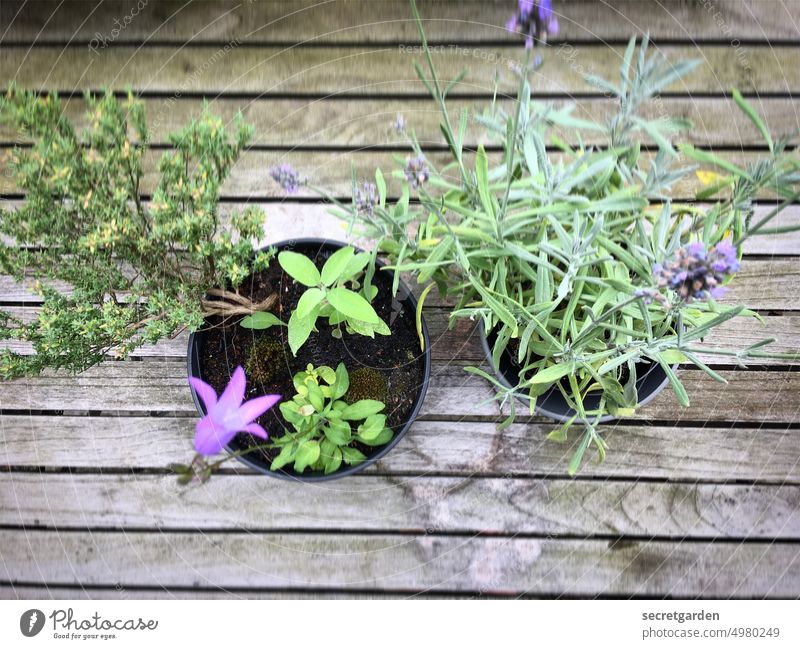 Fokussiert auf Vorfreude Frühling Pflanze Wachtum Wachsen grün Holztisch frisch Lavendel Thymian Nutzpflanze Natur Garten Blüte Außenaufnahme wachsen Tag