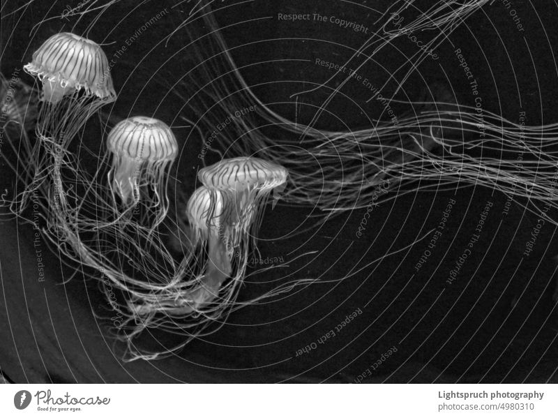 Japanische Kompassquallen in schwarzweiß. Medusa Unterwasser Gefahr Aquarium Wasser Fangarme durchsichtig lichtdurchlässig Schwarzweißfoto