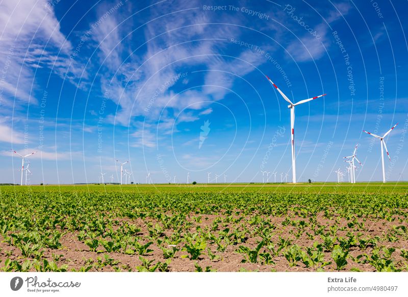 Blick auf ein kleines Sojabohnenfeld mit Windmühlen, Windgenerator und Turbine im Hintergrund Ackerbau alternativ Bohne Müsli wolkig Ernte Öko ökologisch
