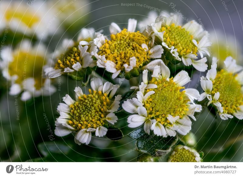Chrysanthemum pacificum NAKAI, (früher Ajania pacifica), Pazifikmargerite, ein Endemit aus Honshu Gold-und-Silber-Chrysantheme Blütenstand Blütenstände blühen
