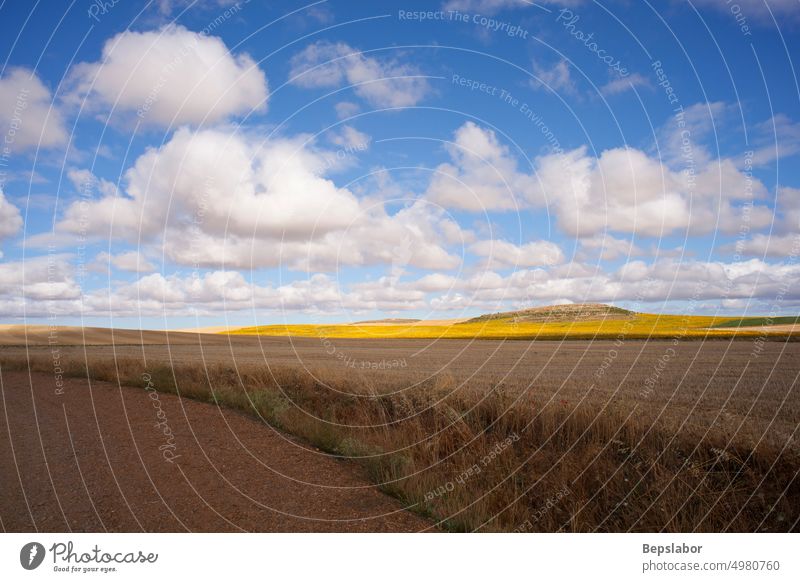 Getrocknetes Feld zur Sommerzeit auf dem spanischen Lande landwirtschaftlich Ackerbau Hintergrund übersichtlich Cloud wolkig farbenfroh Mais Kornfeld Landschaft