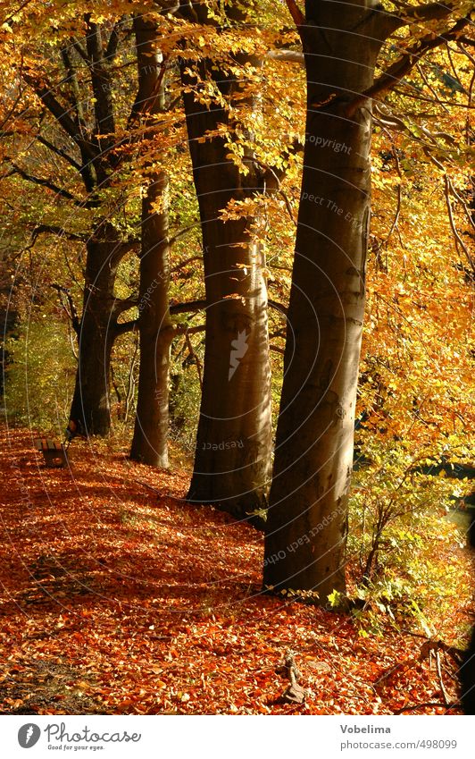 Herbstwald Umwelt Natur Pflanze Baum Wald braun mehrfarbig gelb gold rot Farbfoto Außenaufnahme Menschenleer Tag Zentralperspektive