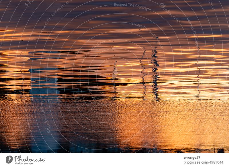 Nachtleben | still ruht die See Thementag Ostsee Hafen Hafenbecken Strömung Reflexion & Spiegelung Wasser Farbfoto Außenaufnahme Menschenleer ruhig Meer