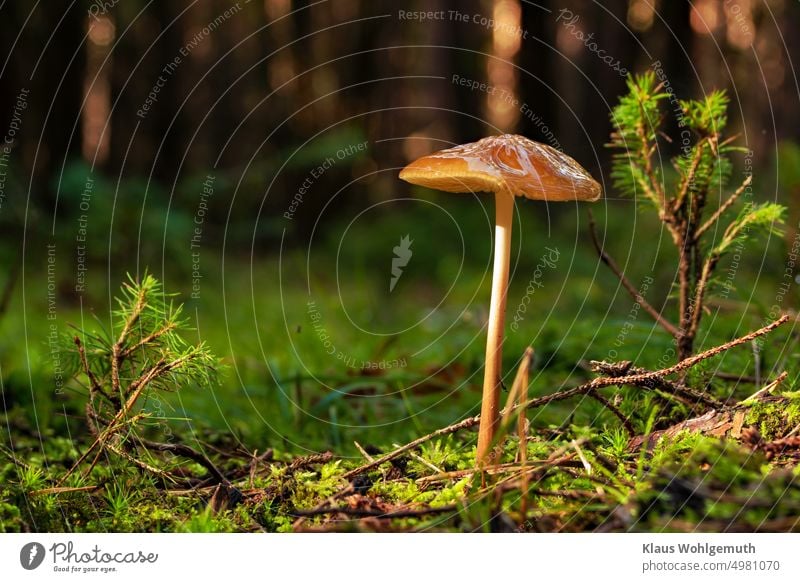 Pilz steht nach dem Regen an einem Waldweg im Moos Pilzhut pilzzeit Pilzstiel lamellenpilz fruchtkörper Waldboden Herbst herbstlich Tageslicht Makro
