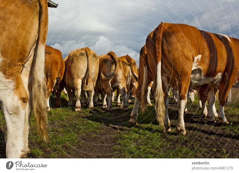 Kühe von hinten bauernhof herde kuh kuhherde kuhstall kuhweide milchwirtschaft nutztier portrait sommer tierportrait tor tür vieh weidefläche artgerecht