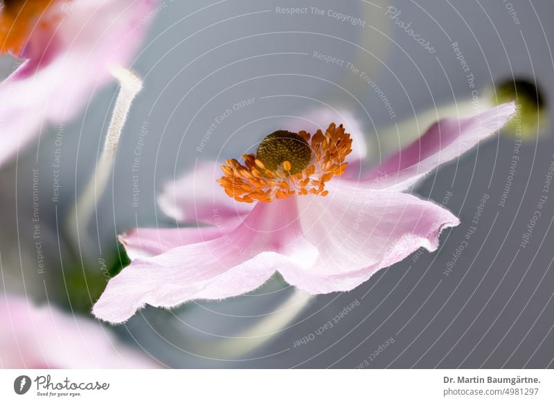 Blühende Herbstanemonen, Anemone hupehensis Staude Blüte Blüten blühen ausdauernd frosthart krautig aus Nordamerika Blume Pflanze mehrjährig menschenleer