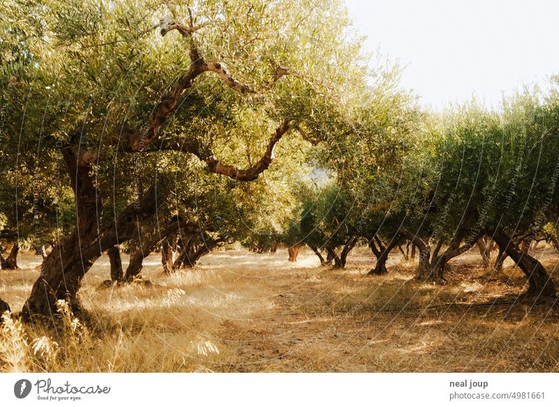 Olivenbäume im goldenen Morgenlicht Natur Landschaft Flora Pflanze Olivenbaum Landwirtschaft Sommer warm Olivenhain grün Außenaufnahme mediterran Nutzpflanze