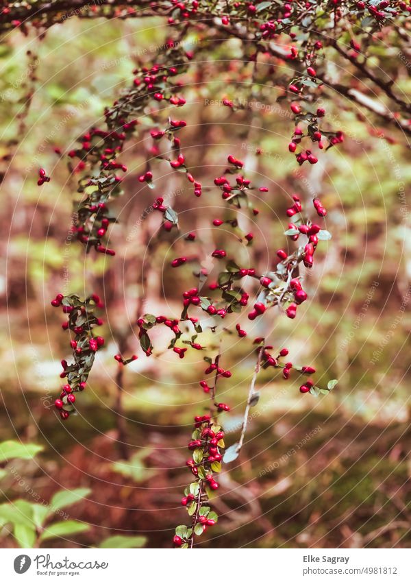Rote Farbtupfer im Wald , Herbstfotografie Beerenstrauch Beerensträucher Natur Farbfoto Außenaufnahme rot Sträucher Menschenleer Detailaufnahme