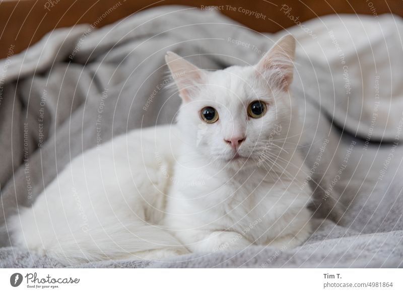 ein weißer Kater auf einer Decke Katze Haustier Tier Fell Hauskatze Tierporträt niedlich beobachten Blick kuschlig Tiergesicht Katzenkopf Schnurrhaar Neugier
