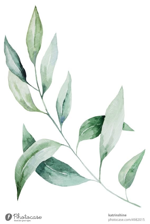 Grünes Aquarell Zweig mit Blättern Illustration, isoliert Element für Hochzeit und Party-Design botanisch Dekoration & Verzierung handgezeichnet vereinzelt