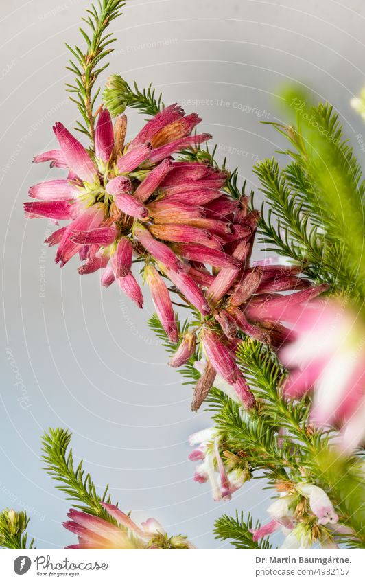 Erica verticillata, ein immergrüner Zwergstrauch aus der Region um Kapstadt,  ausgestorben in der Wildnis Ericaceae Heidekrautgewächse Blüte Blüten Blütenstand