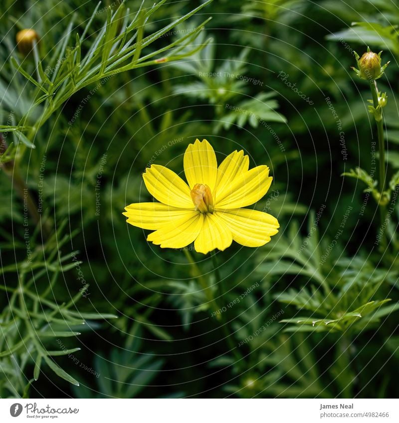 Ein einzelnes gelbes Gänseblümchen Einzelblüte Lebendige Farbe keine Menschen Blüte Blatt Tag Wiese Hintergrund Pflanze Makro Flora natürlicher Zustand